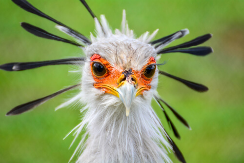 El ave secretaria: el pájaro que parece salido de una película de Disney