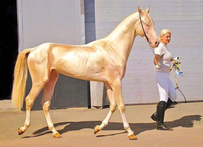 Los Akhal-Teke: un caballo que parece salido de un cuento de hadas