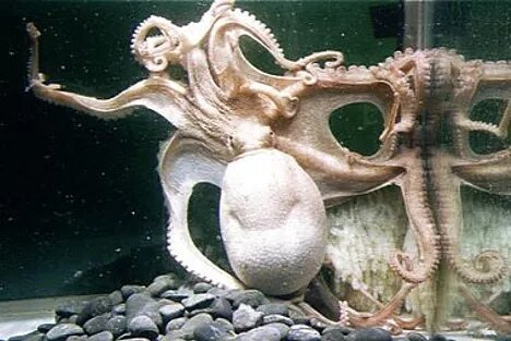 El misterioso pulpo con 96 tentáculos