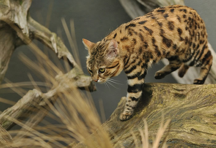 Gato de Patas Negras: el felino más peligroso del mundo
