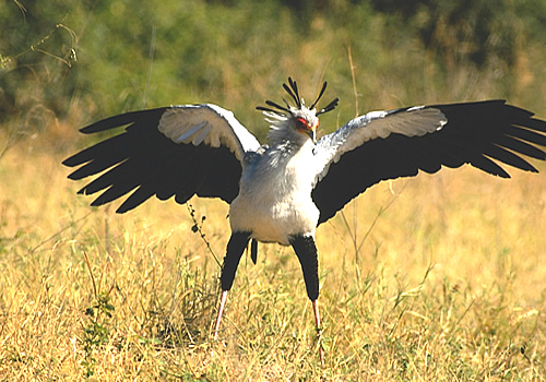 El ave secretaria: el pájaro que parece salido de una película de Disney
