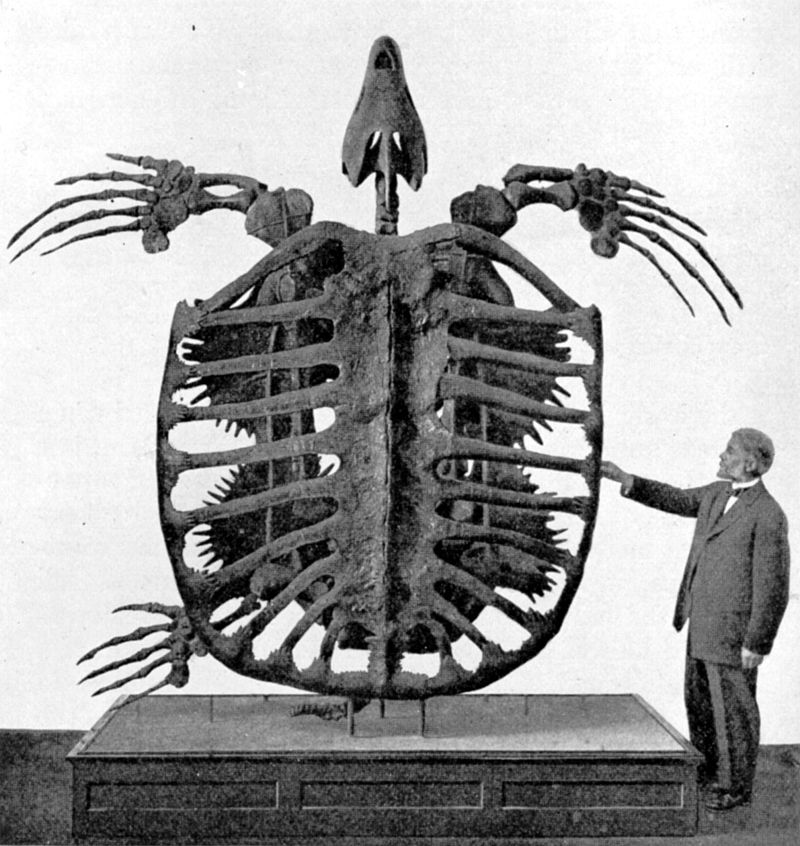 La tortuga más grande jamás encontrada pesaba casi una tonelada