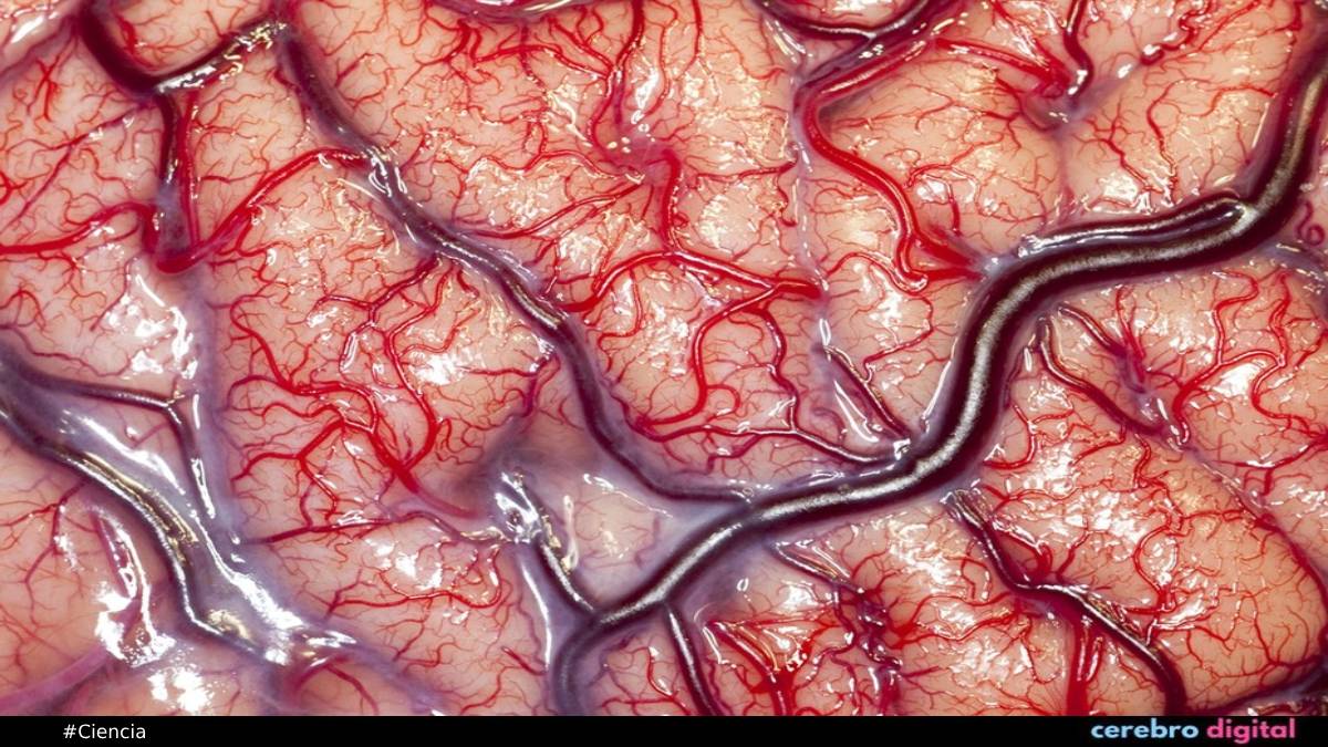 La mejor fotografía de la historia médica