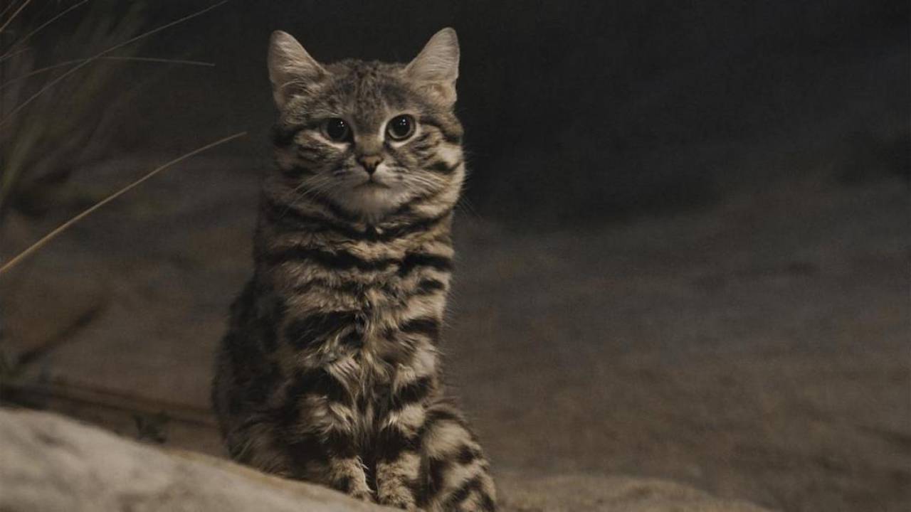 Gato de Patas Negras: el felino más peligroso del mundo