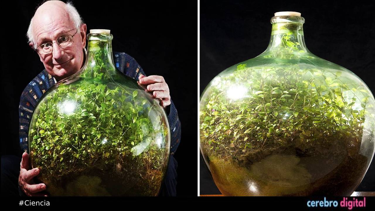 Un ecosistema en miniatura: el pequeño jardín de David Latimer