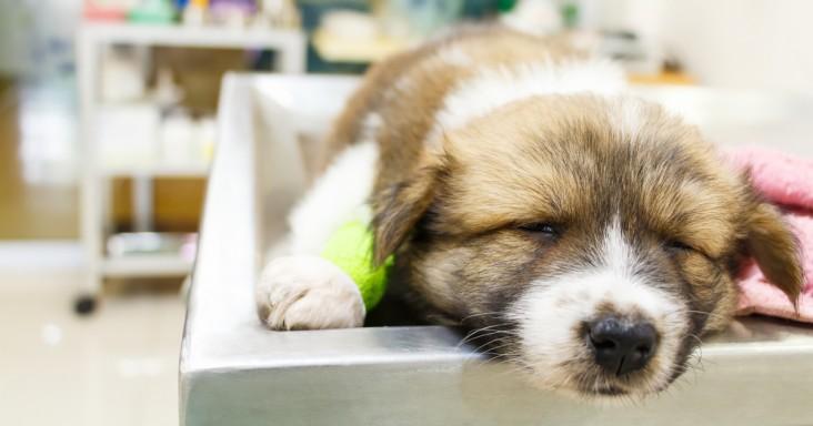 Parvovirus canino: lo que debes saber para cuidar a tu cachorro