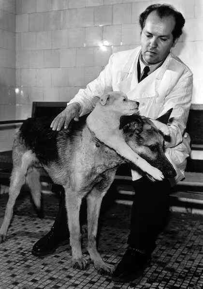 Vladimir Demikhov: el doctor que creó un “perro de dos cabezas”