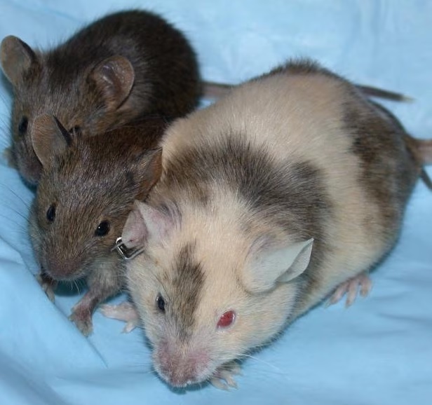 Chimerism: The Strange Case Where Two Beings Inhabit the Same Body