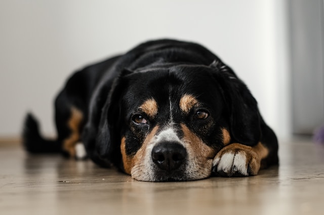 Parvovirus canino: lo que debes saber para cuidar a tu cachorro