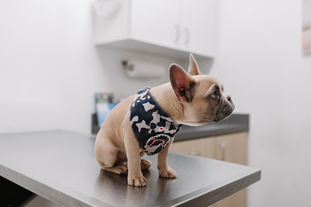 Parvovirus canino: lo que debes saber para cuidar a tu cachorro