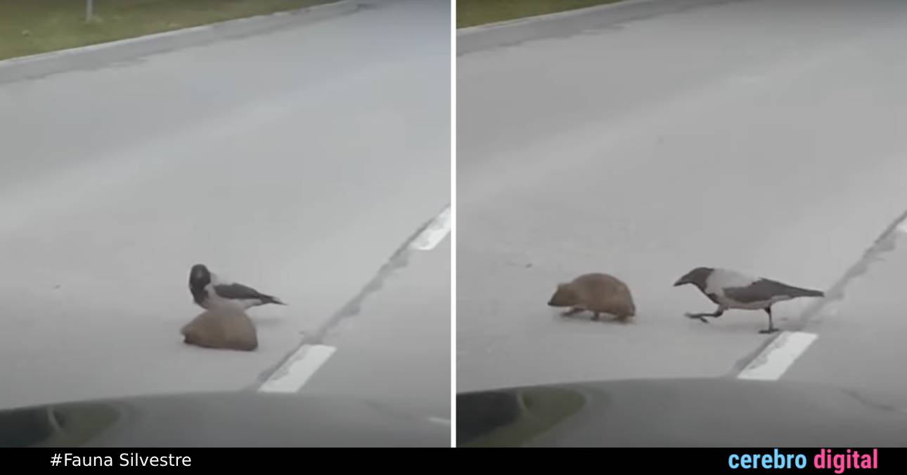 VIDEO: Un cuervo se hace viral al ayudar a un erizo a cruzar la calle