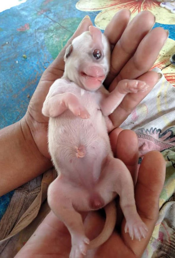 Cíclope: el perrito que nació con un solo ojo, dos lenguas y sin nariz