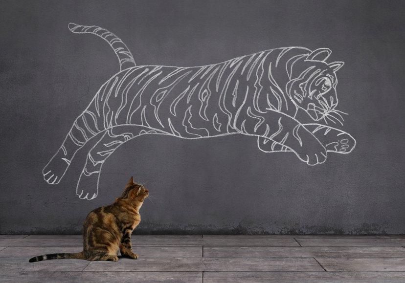 Los gatos son “perfectos” y bióloga evolutiva explica por qué