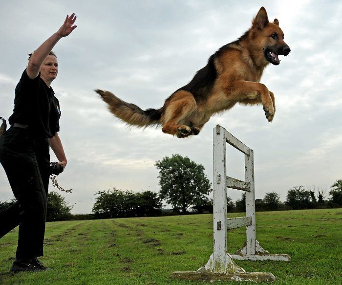 Perros Policías: la vida de los héroes de cuatro patas