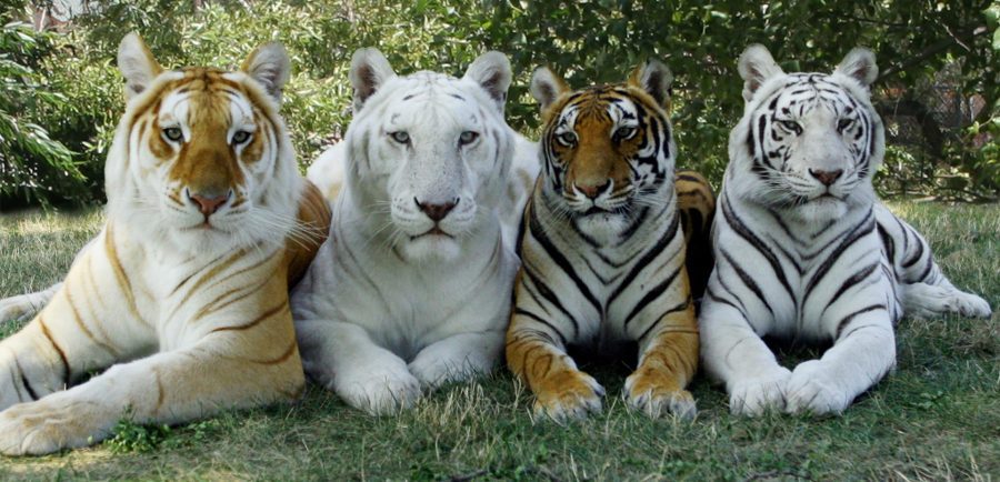 Los gatos son “perfectos” y bióloga evolutiva explica por qué