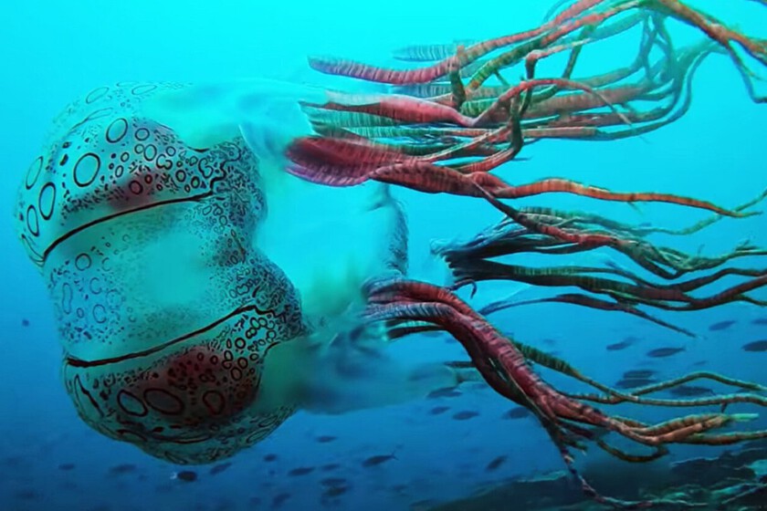 Una Medusa tan extraña que solo ha sido vista dos veces
