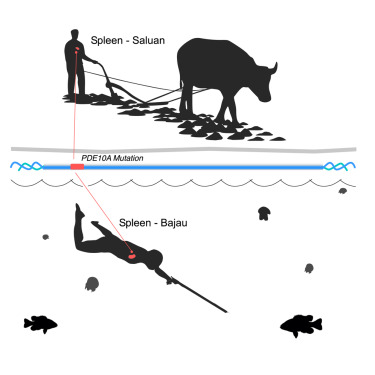 Los Bajau: humanos genéticamente adaptados para vivir en el mar