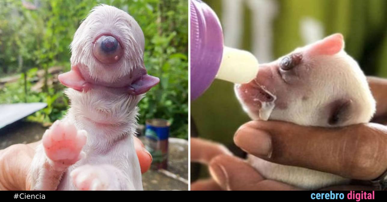 Cíclope: el perrito que nació con un solo ojo, dos lenguas y sin nariz