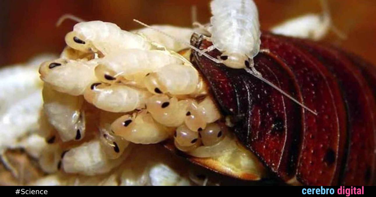 Cockroach Milk: The Superfood of the Future?