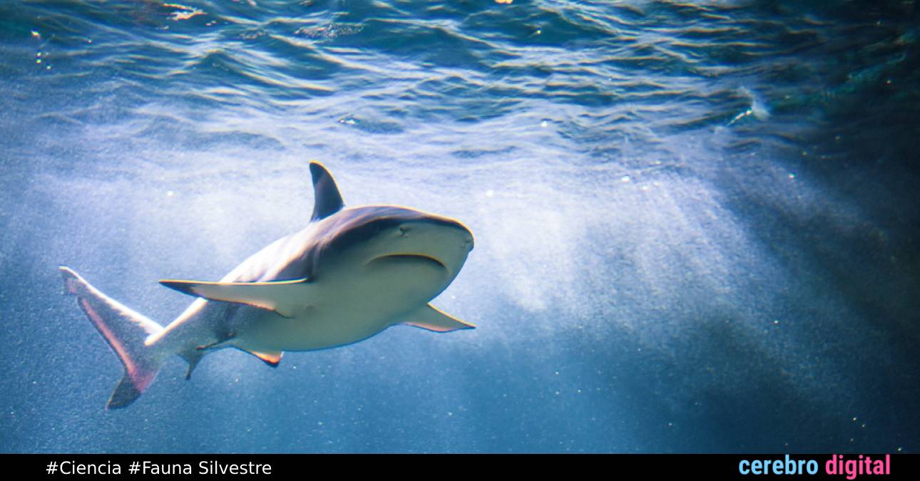 Los tiburones son los únicos sobrevivieron a las 5 extinciones masivas ¿Cómo lo hicieron?