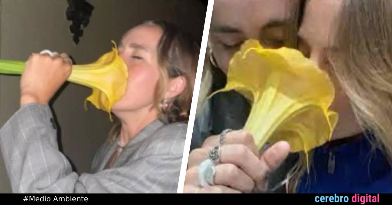 Una flor bella pero peligrosa: TikToker casi se envenena al oler una