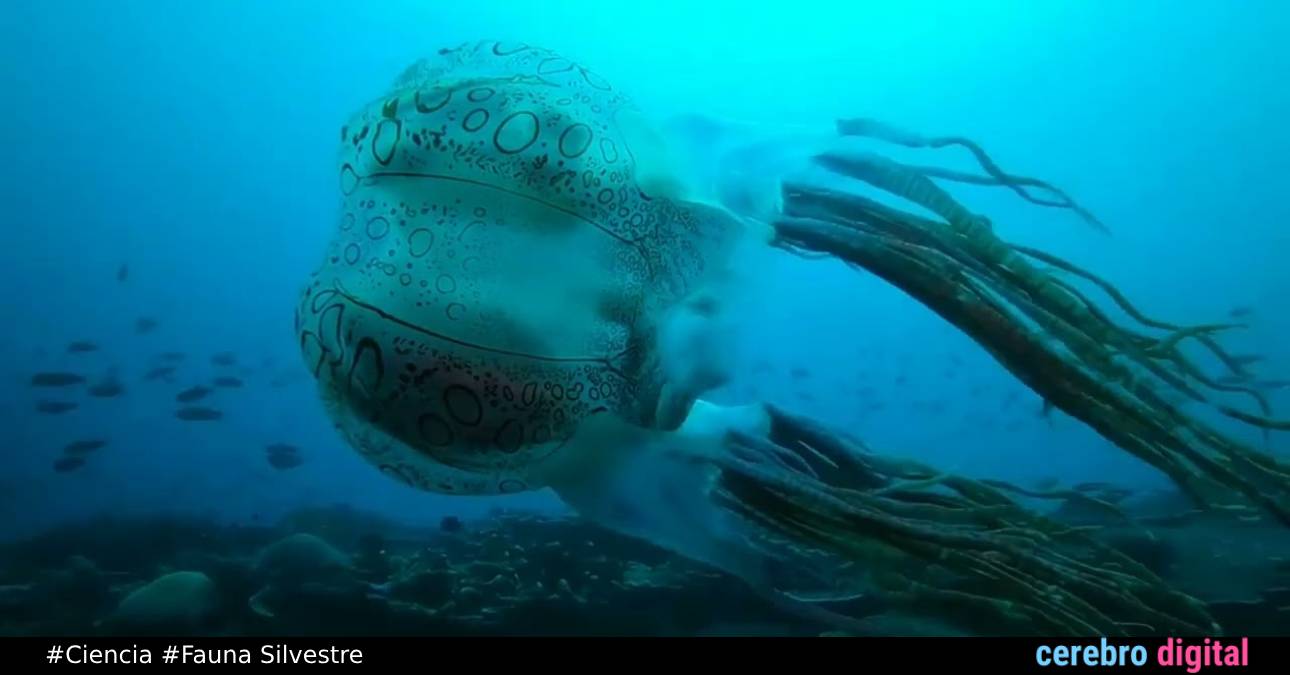 Una Medusa tan extraña que solo ha sido vista dos veces