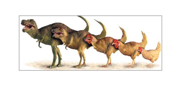 ¿Sabías que las gallinas y avestruces descienden del Tiranosaurios Rex?