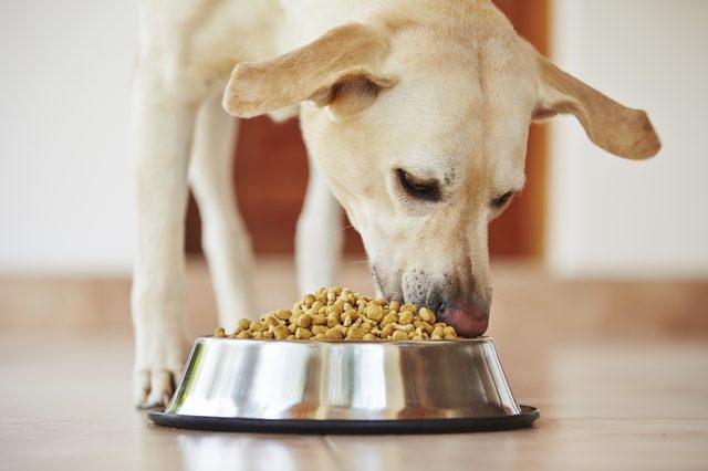 Qué sucede con nuestros perros si comen pan
