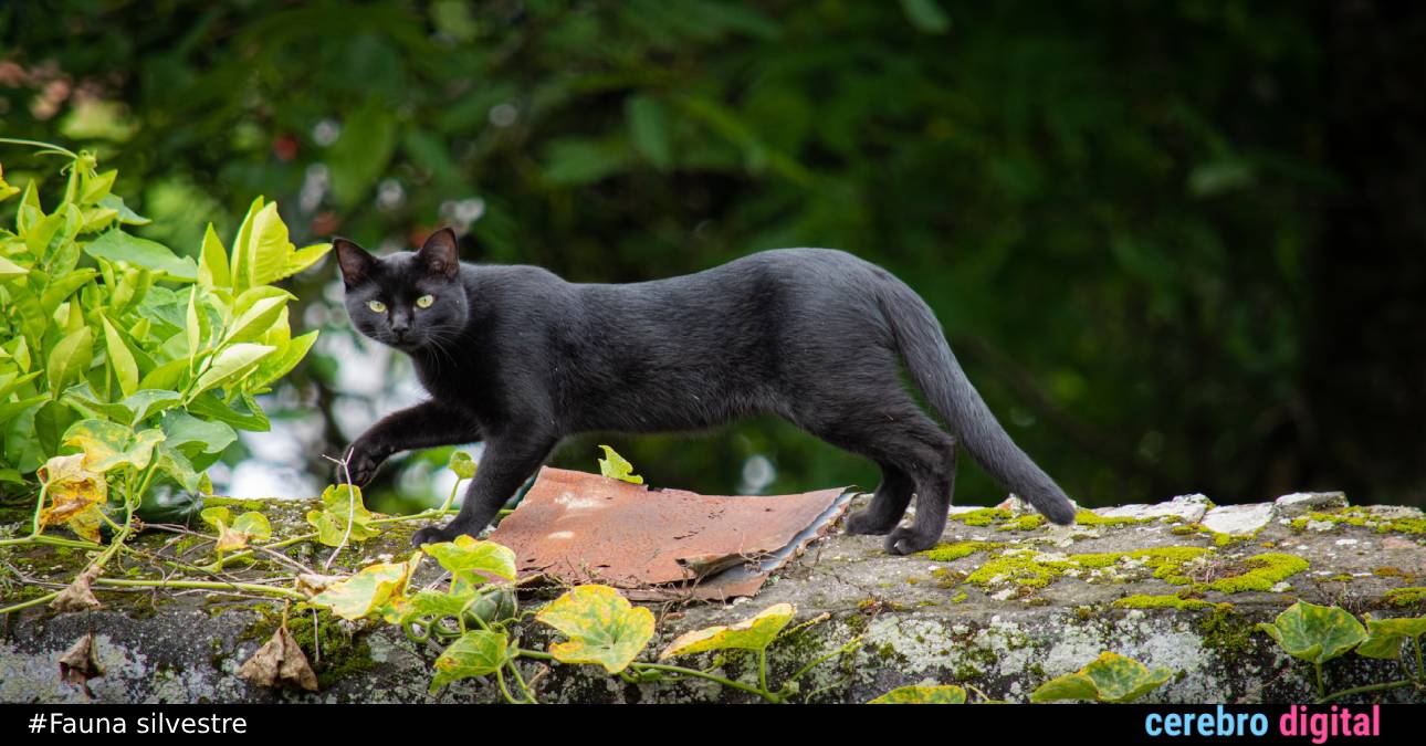 El misterioso andar “perfecto” de los gatos y que solo dos animales más logran imitar