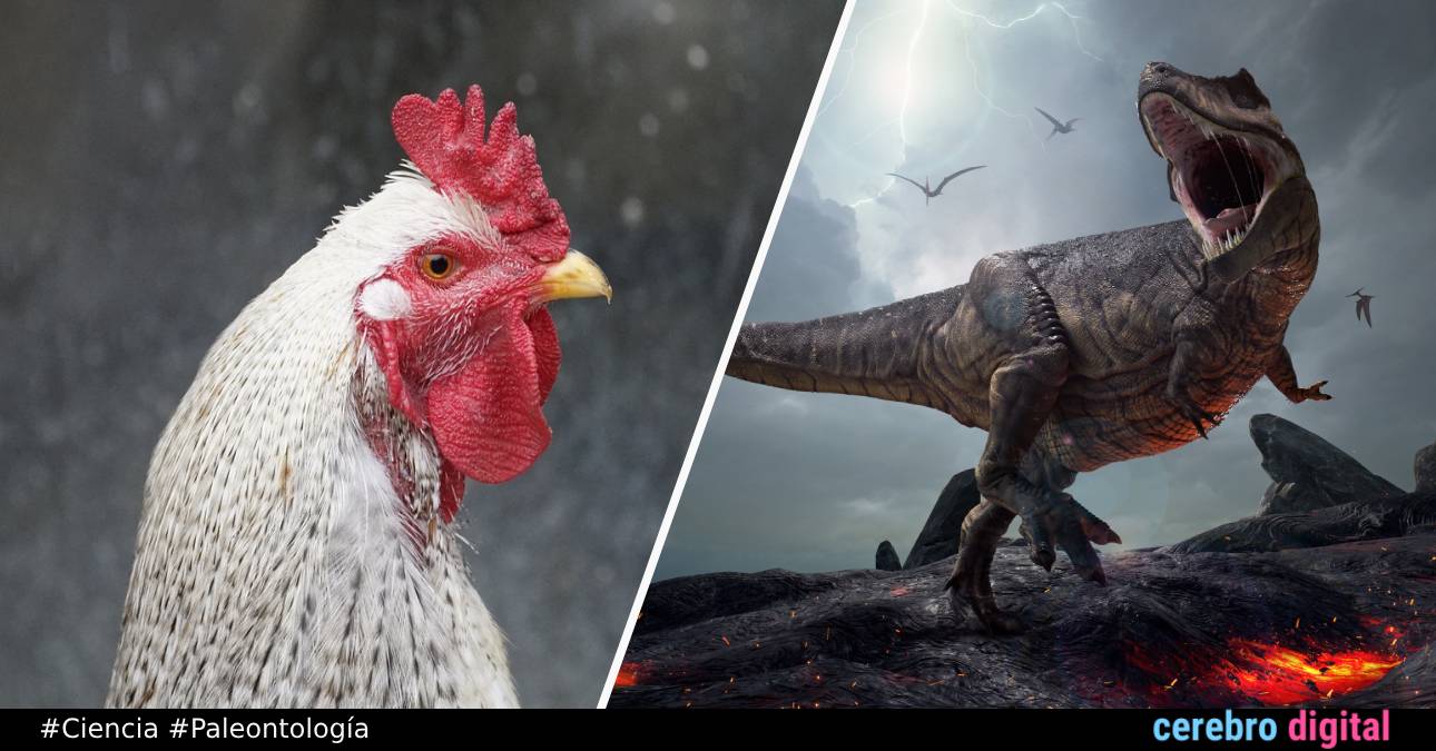 ¿Sabías que las gallinas y avestruces descienden del Tiranosaurios Rex?