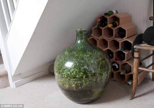 A Miniature Ecosystem: David Latimer's Small Garden