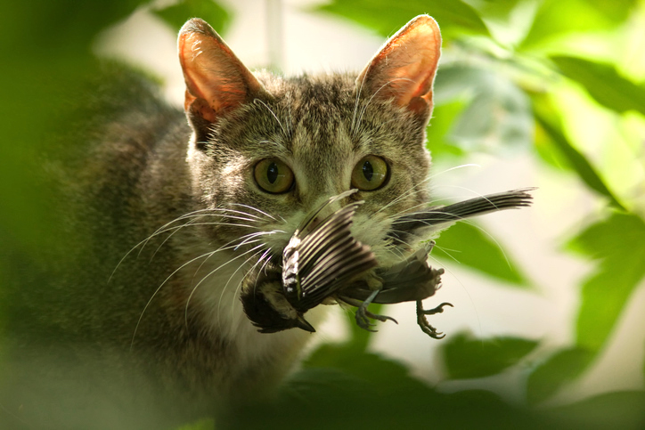 Los gatos son “asesinos fríos” y pueden volverse un peligro para la vida silvestre