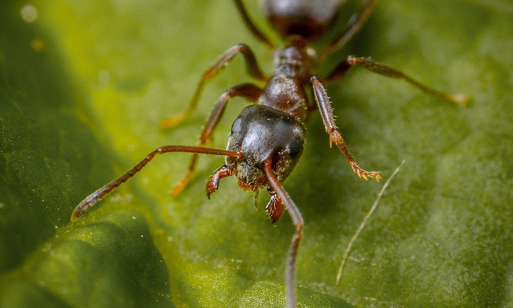 Así es la picadura de insecto más dolorosa del mundo