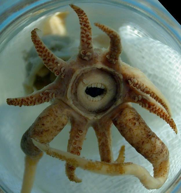 Animales extraños que no creerás que existen