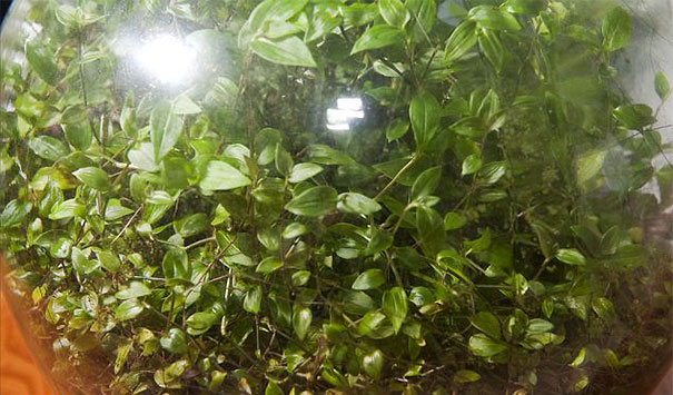 A Miniature Ecosystem: David Latimer's Small Garden