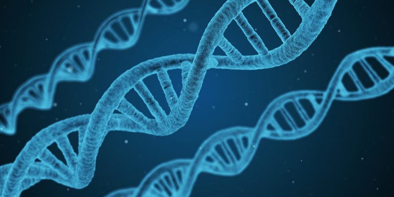 Ya puedes clonar tu mascota: Te explicamos dónde y como