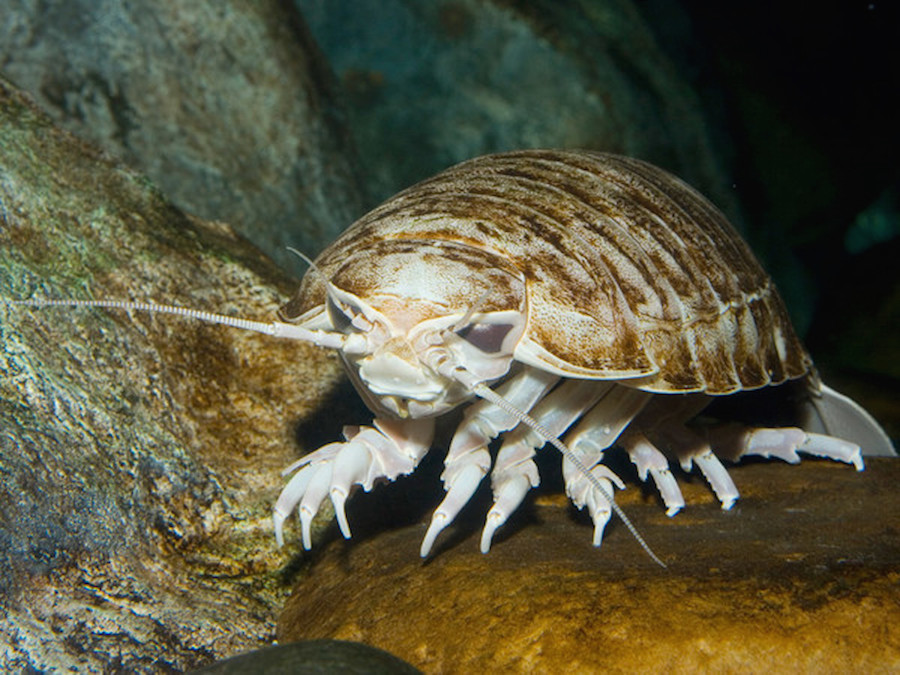 Animales extraños que no creerás que existen