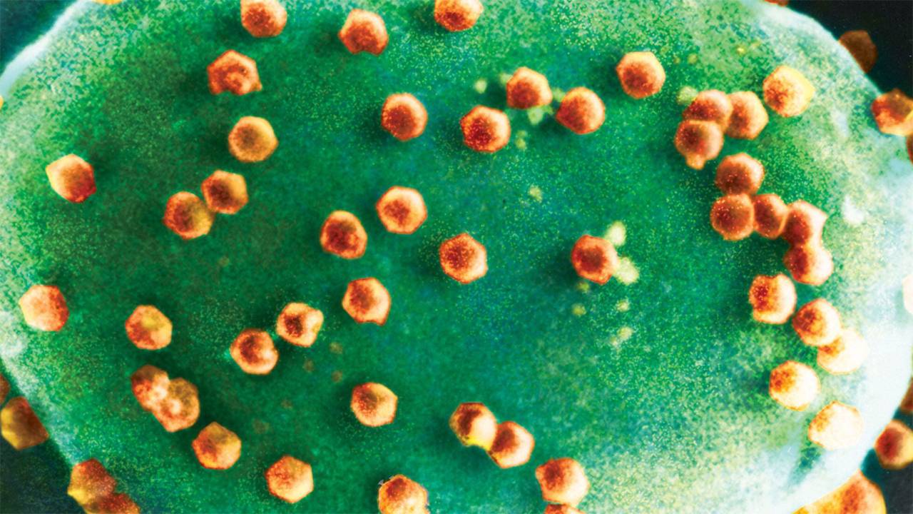 Descubren un organismo que se alimenta de virus