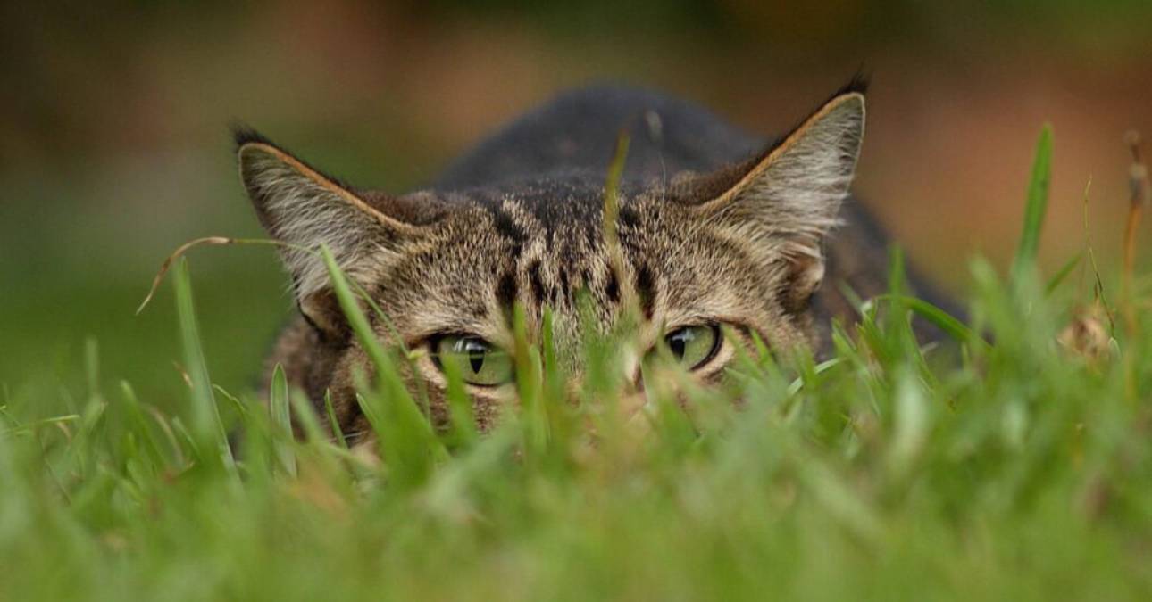 Los gatos son “asesinos fríos” y pueden volverse un peligro para la vida silvestre