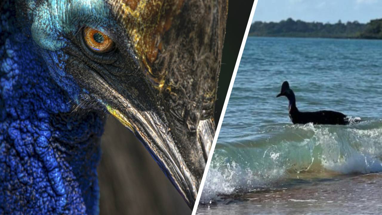 Un Casuarios, el ave más peligrosa del mundo, emerge del mar en Australia