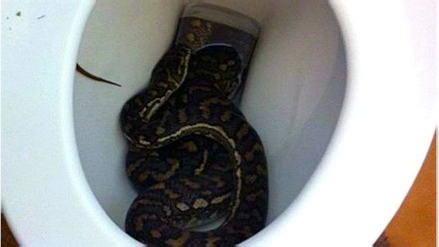 4 Criaturas que pueden arrastrarse a través de la tubería del baño y cómo detenerlas