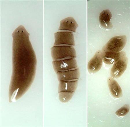 Identifican un nuevo mecanismo molecular clave en la regeneración de las planarias