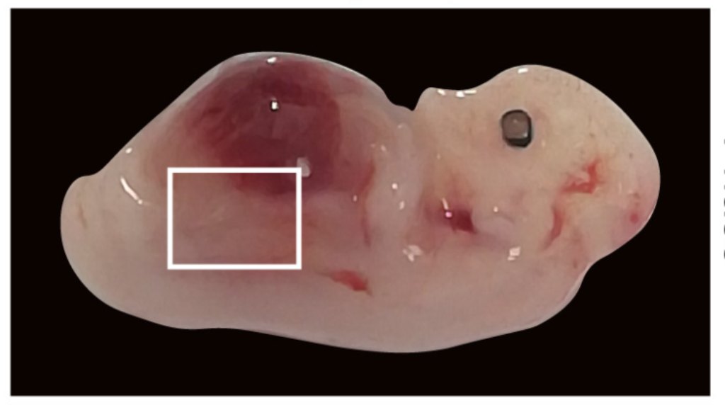 Quimeras creadas en laboratorio: cerdos con células cerebrales y chips biológicos