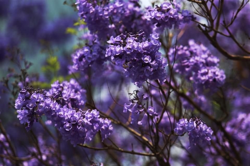 Las jacarandas están floreciendo antes de tiempo en CdMx y enciende todas las alarmas de alerta