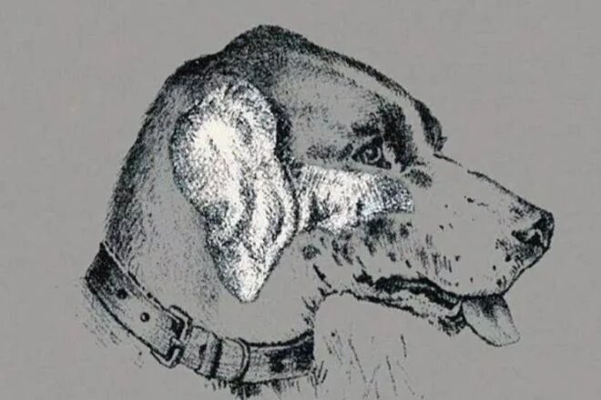 Nadie ha resuelto este reto visual en 140 años