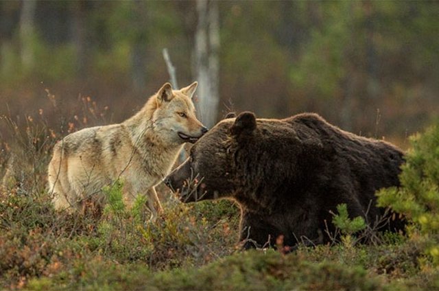 La misteriosa amistad entre un lobo y un oso que documentó un fotógrafo