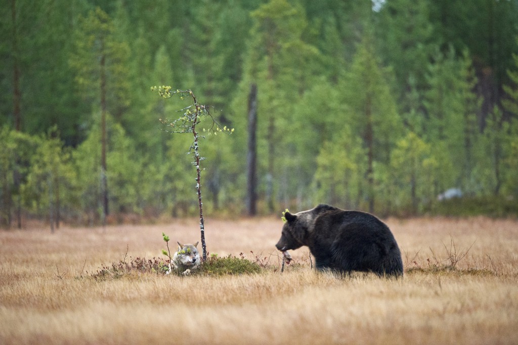 La misteriosa amistad entre un lobo y un oso que documentó un fotógrafo