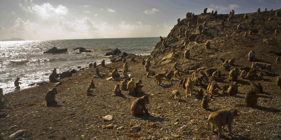 La isla-laboratorio donde se estudia a los monos para entender el comportamiento humano