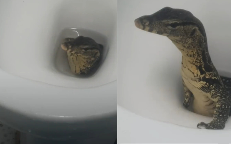 4 Criaturas que pueden arrastrarse a través de la tubería del baño y cómo detenerlas