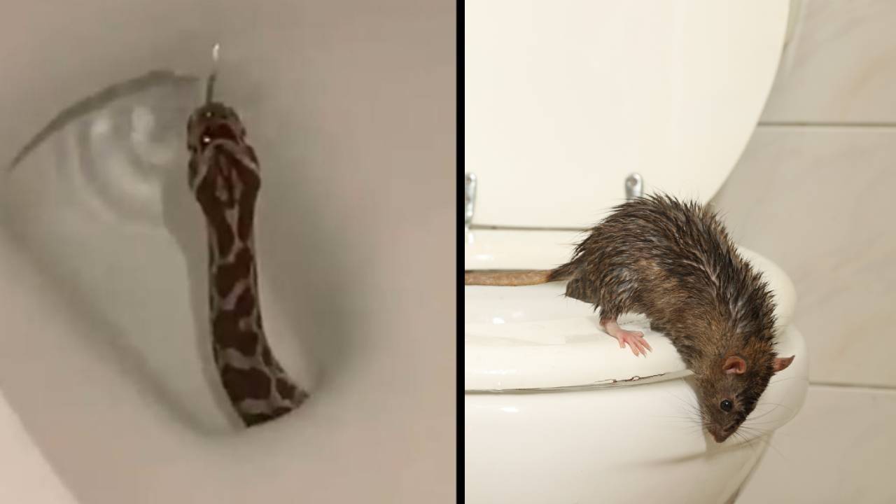 4 Criaturas que pueden arrastrarse a través de la tubería del baño y cómo detenerlas